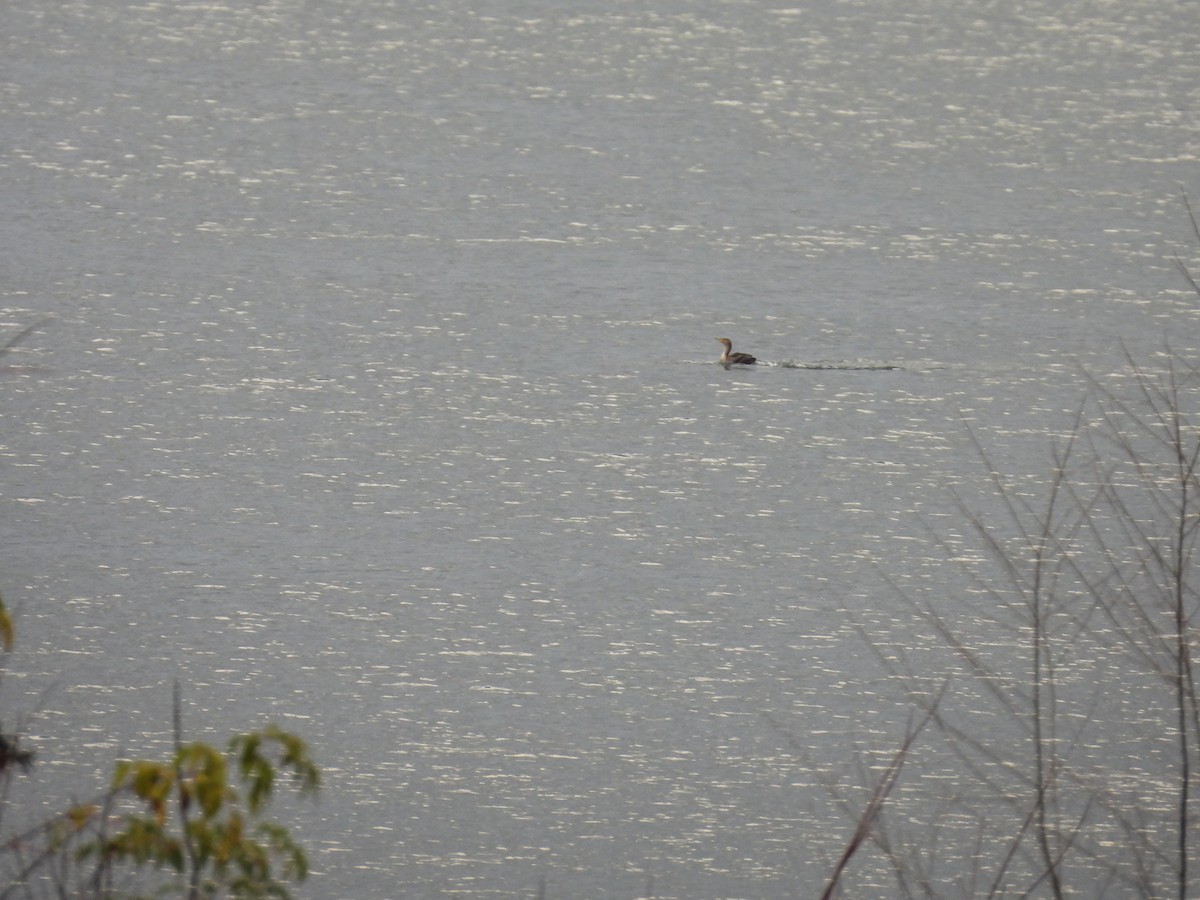 Double-crested Cormorant - ML612765458