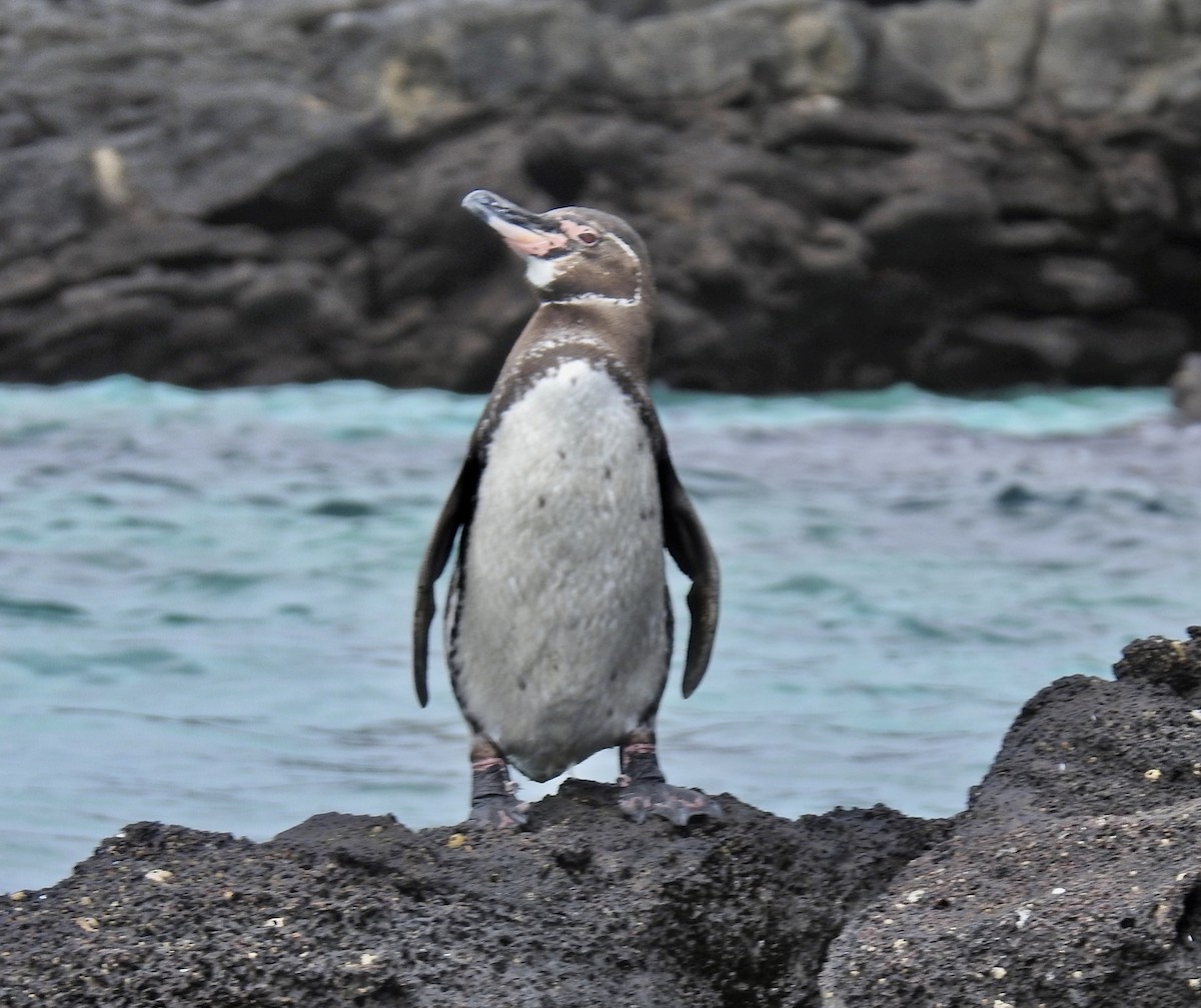 Галапагосский пингвин - ML612765472