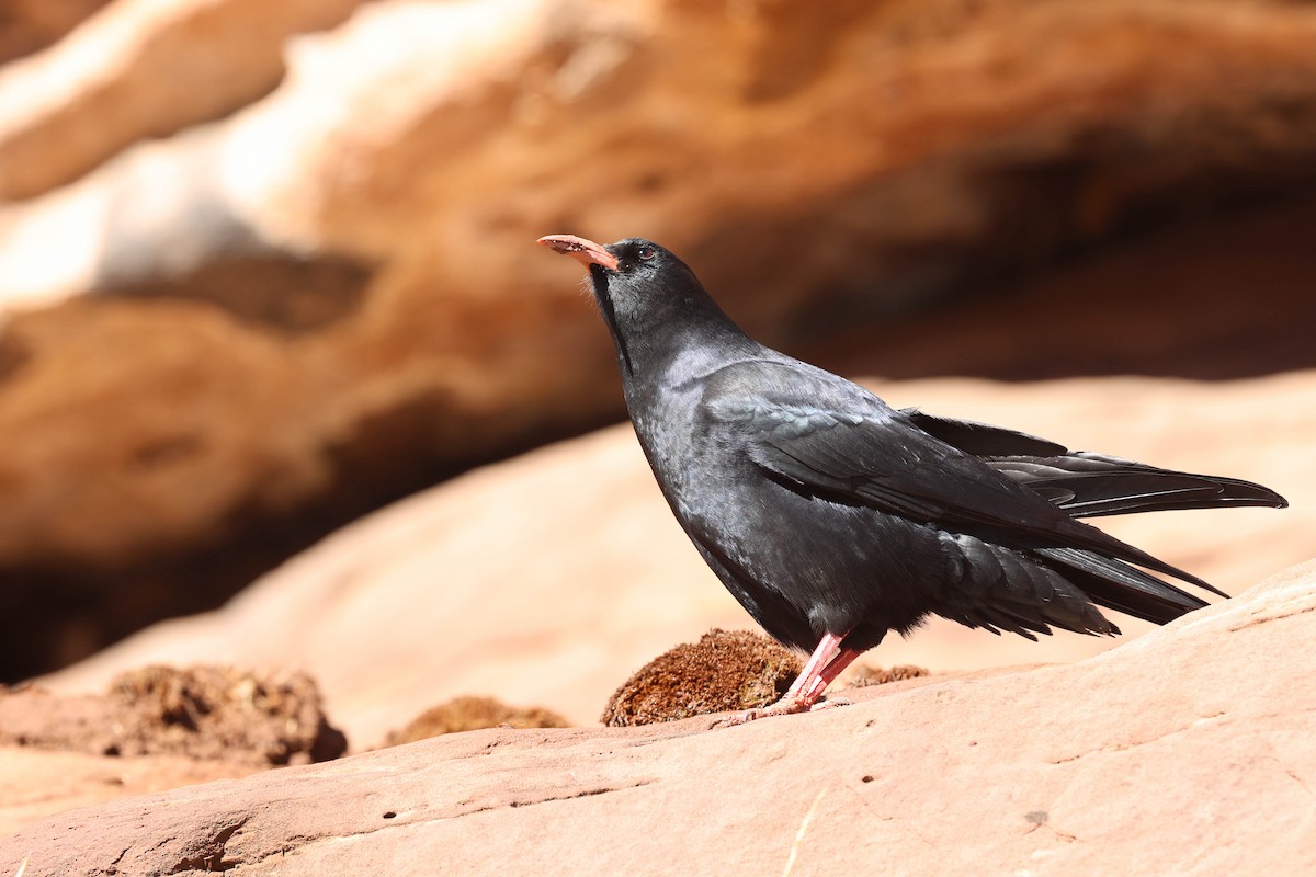 Red-billed Chough - ML612765535