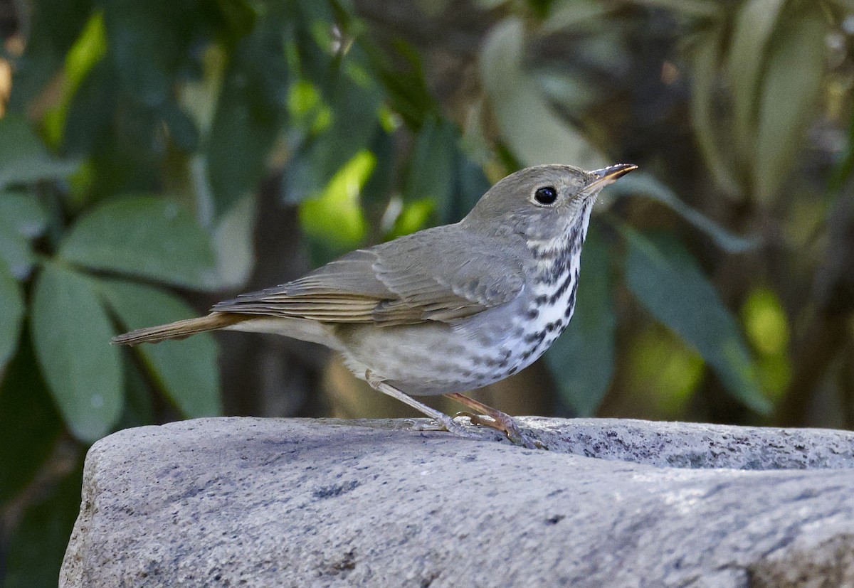 Hermit Thrush - Adam Dudley