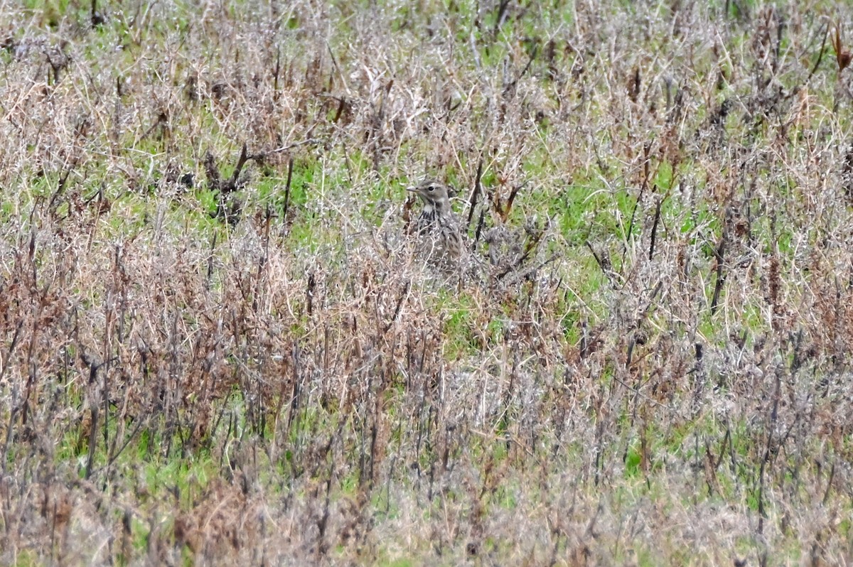 American Pipit - Daniel Denman