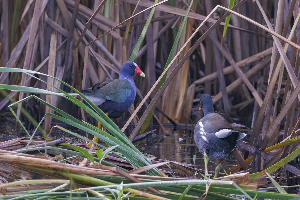 Purple Gallinule - Roxanne Evans