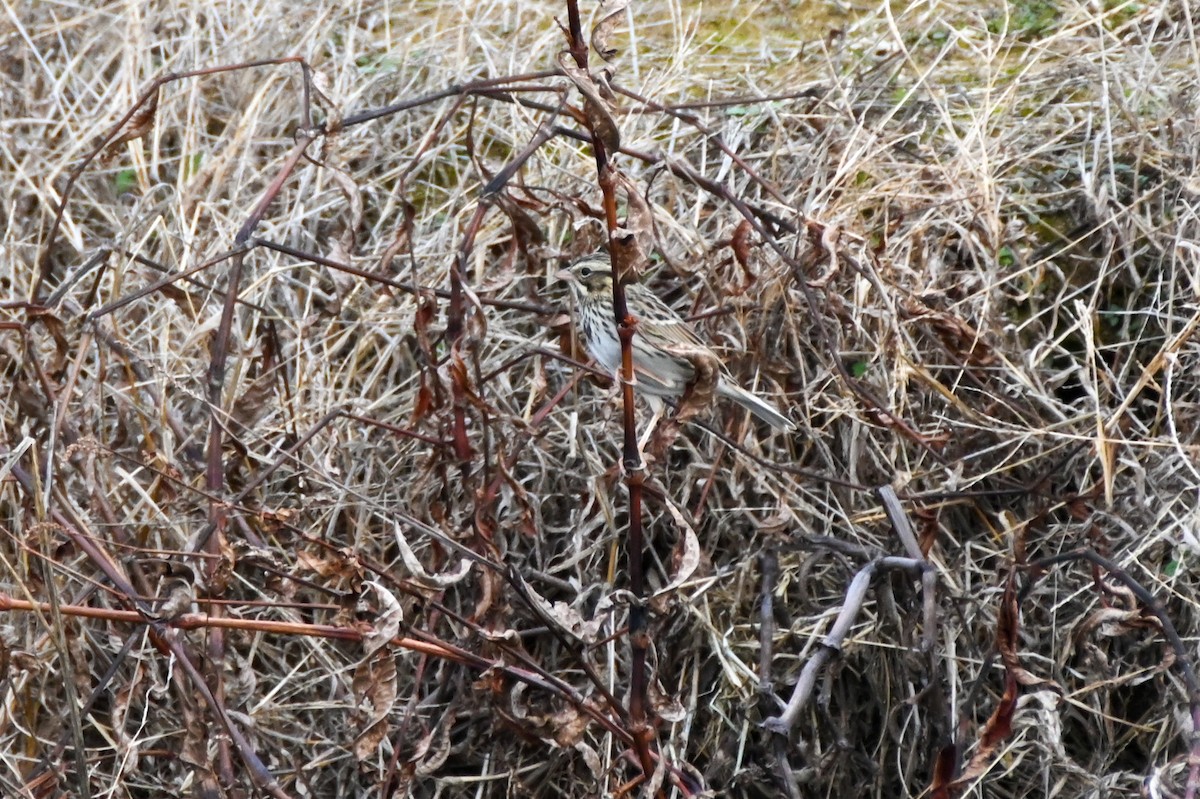 Song Sparrow - ML612765680