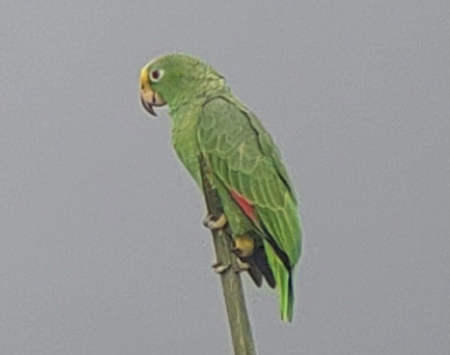 Yellow-crowned Parrot - Fernando Barrantes