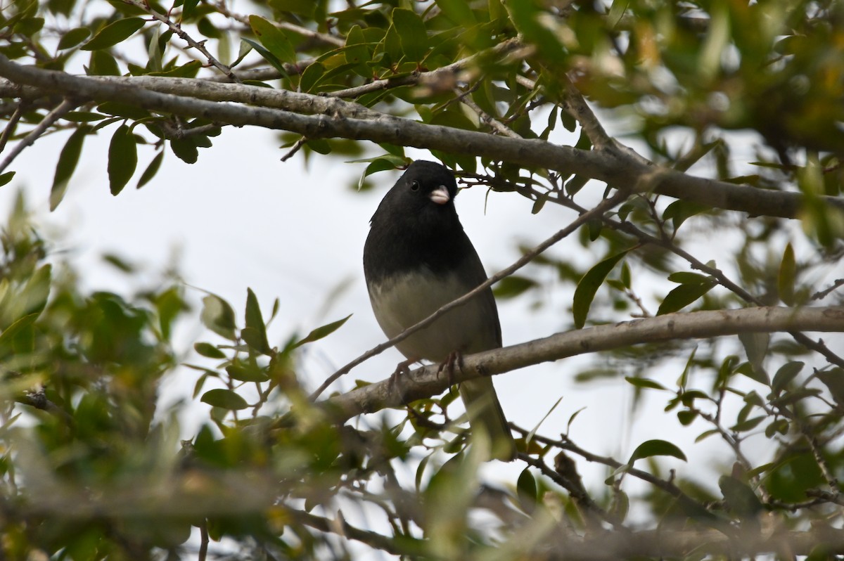 Dark-eyed Junco - ML612765775