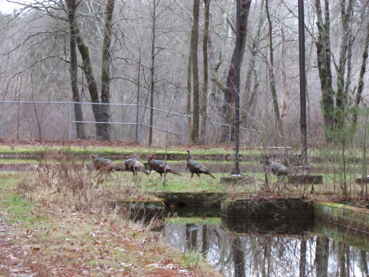 Wild Turkey - David Matevosian