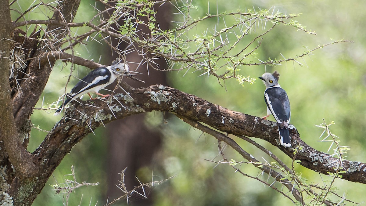 Gray-crested Helmetshrike - ML612765894