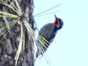 Red-naped Sapsucker - John Amoroso