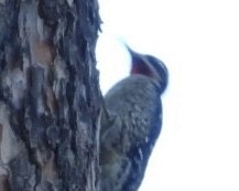 Red-naped Sapsucker - John Amoroso