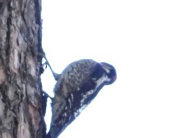 Red-naped Sapsucker - John Amoroso