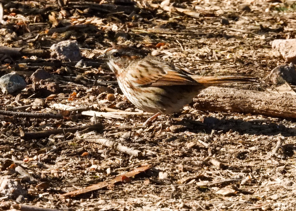 Song Sparrow - ML612765939