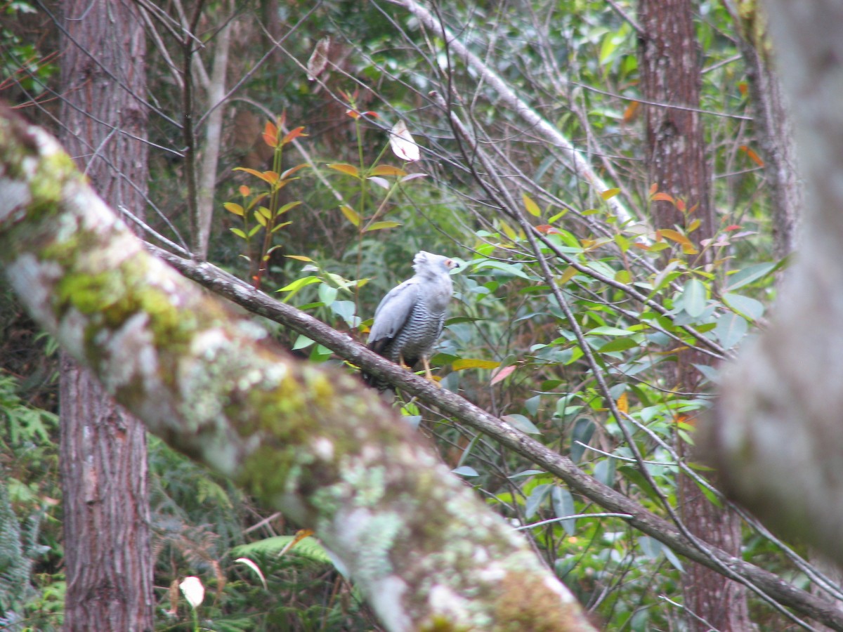 Madagascar Harrier-Hawk - Alan Van Norman