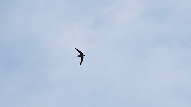 White-throated Needletail - ML612766029