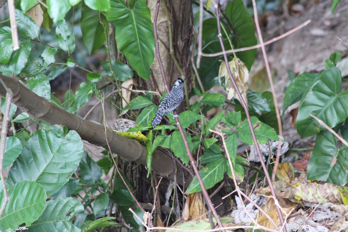 Barred Antshrike - ML612766073