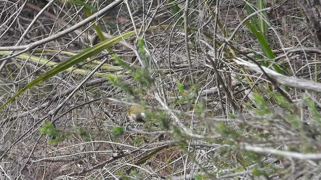 White-eared Honeyeater - ML612766096