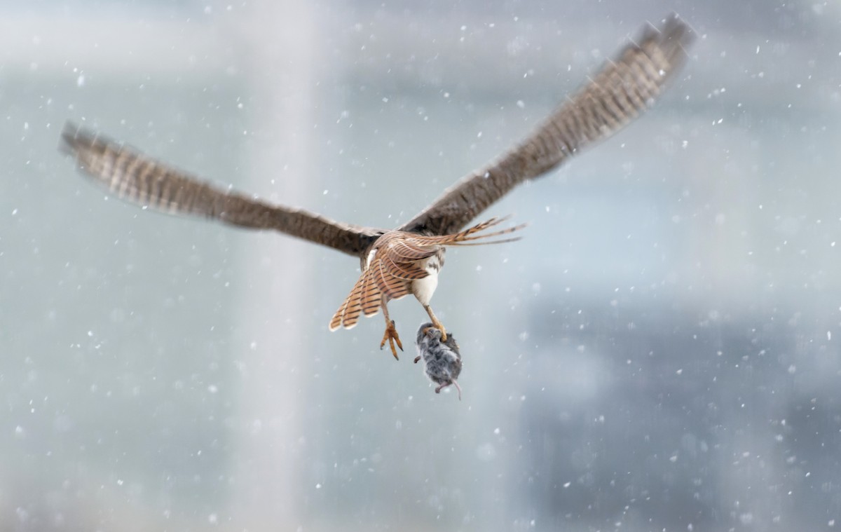 American Kestrel - Braydon Luikart