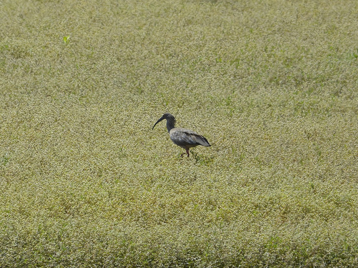 ibis běločelý - ML612766117