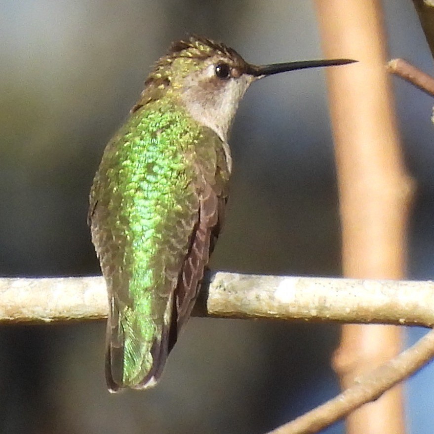 Ruby-throated/Black-chinned Hummingbird - Robb Brumfield