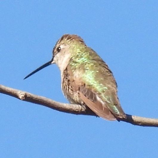 Ruby-throated/Black-chinned Hummingbird - Robb Brumfield