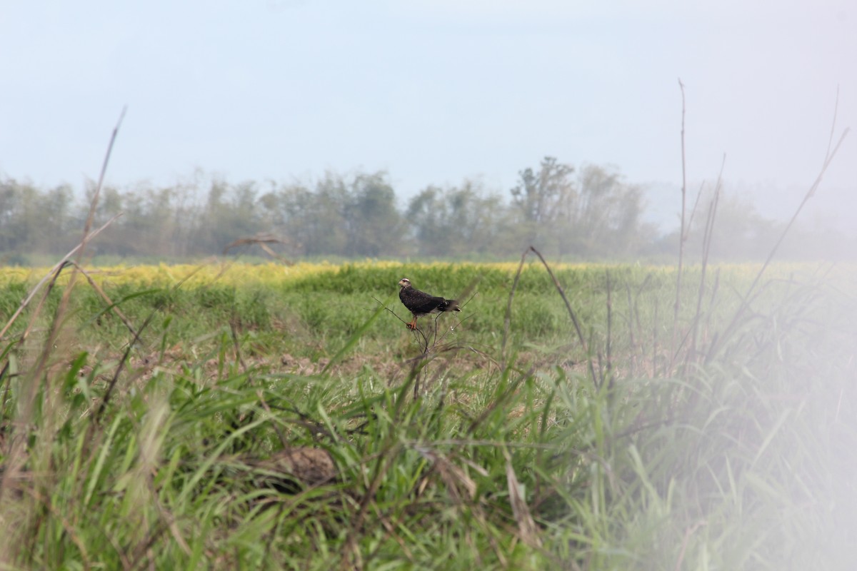 Snail Kite - ML612766293
