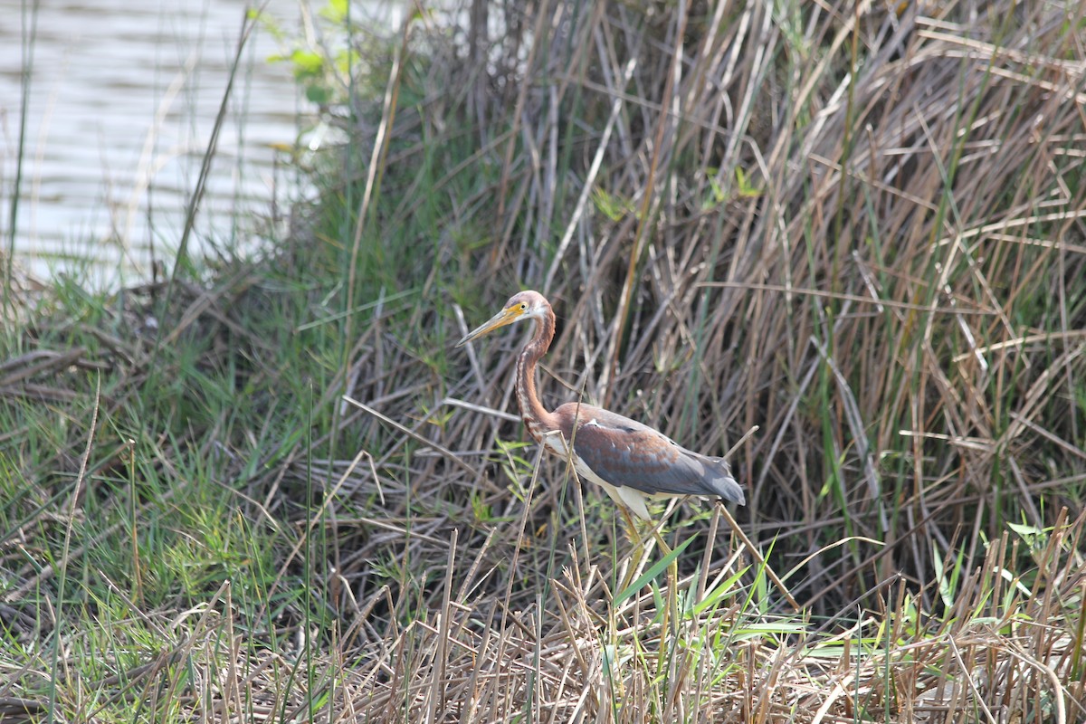 Tricolored Heron - ML612766299