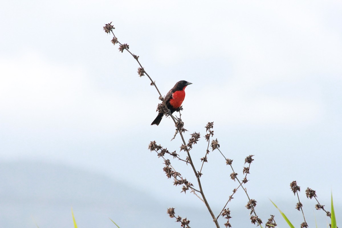 Red-breasted Meadowlark - ML612766320