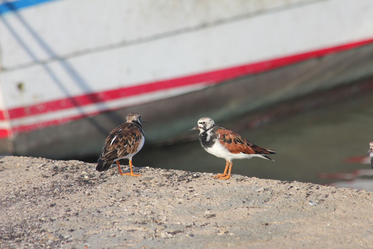 Ruddy Turnstone - ML612766355