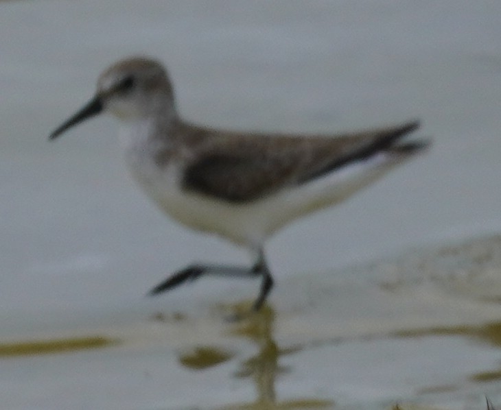 Western Sandpiper - ML612766465