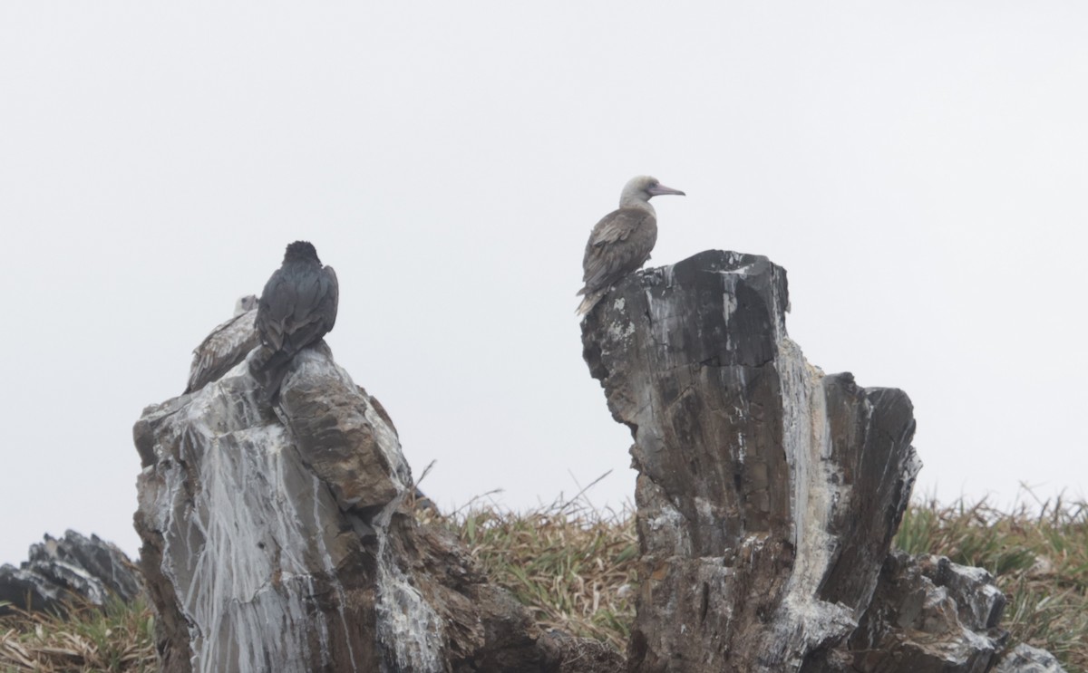Red-footed Booby - ML612766473