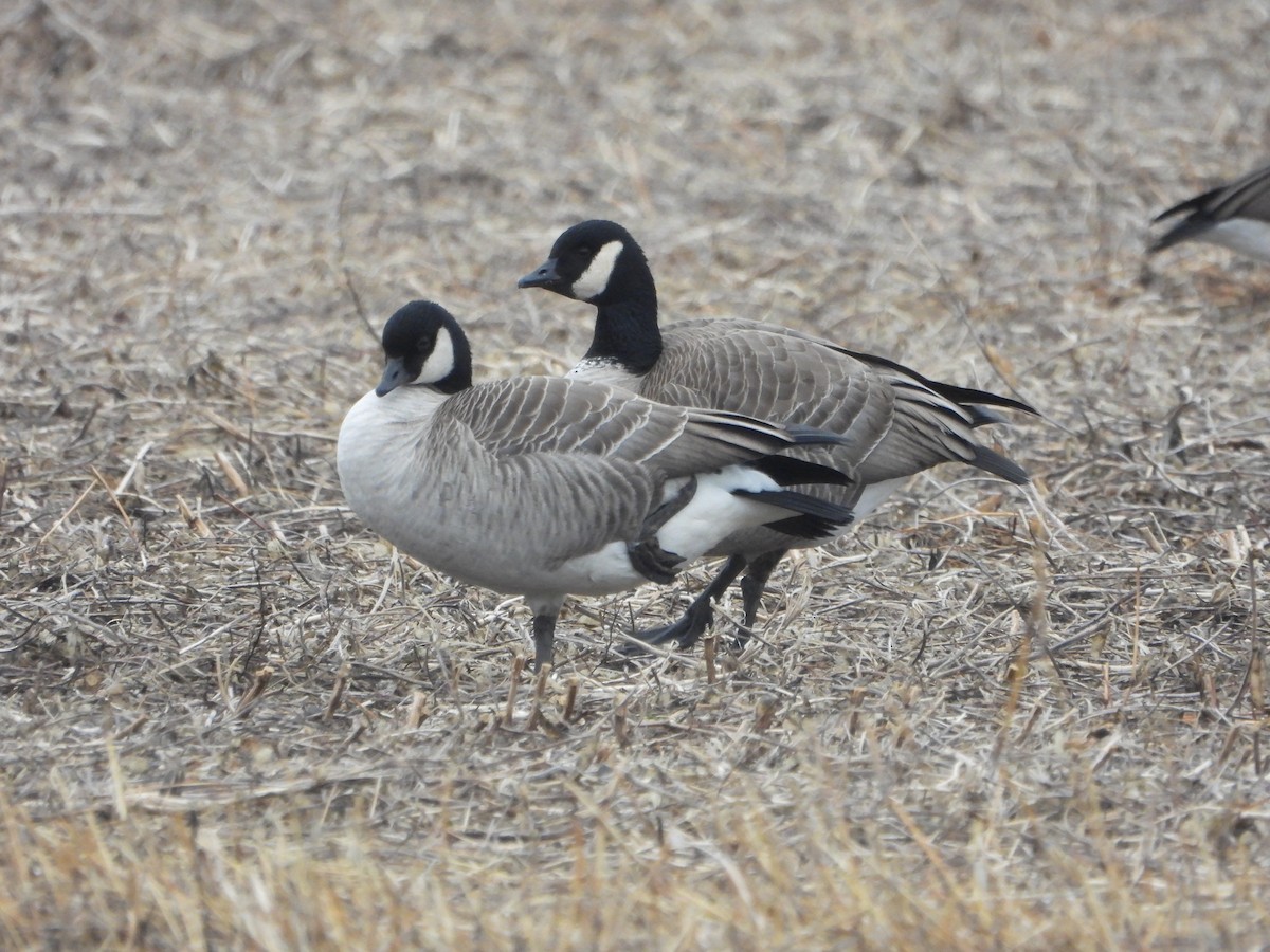 Cackling Goose (Richardson's) - ML612766499