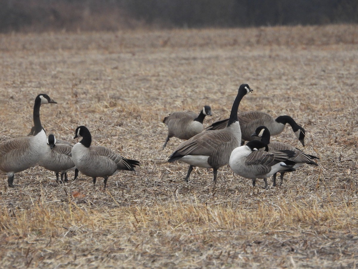 Cackling Goose (Richardson's) - ML612766502