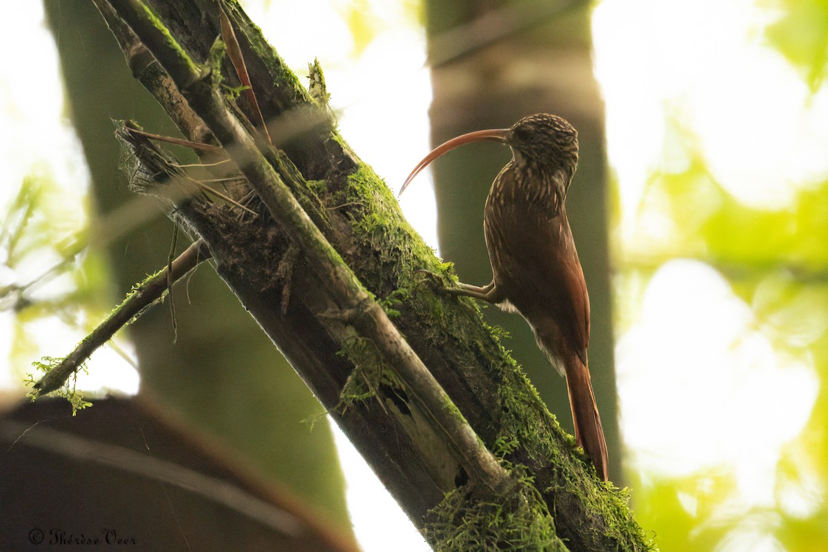 Red-billed Scythebill - ML612766522