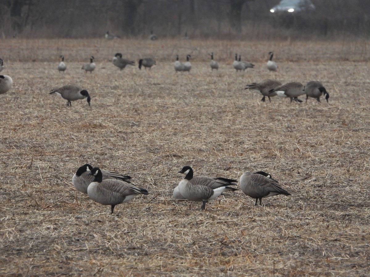 Cackling Goose (Richardson's) - ML612766523