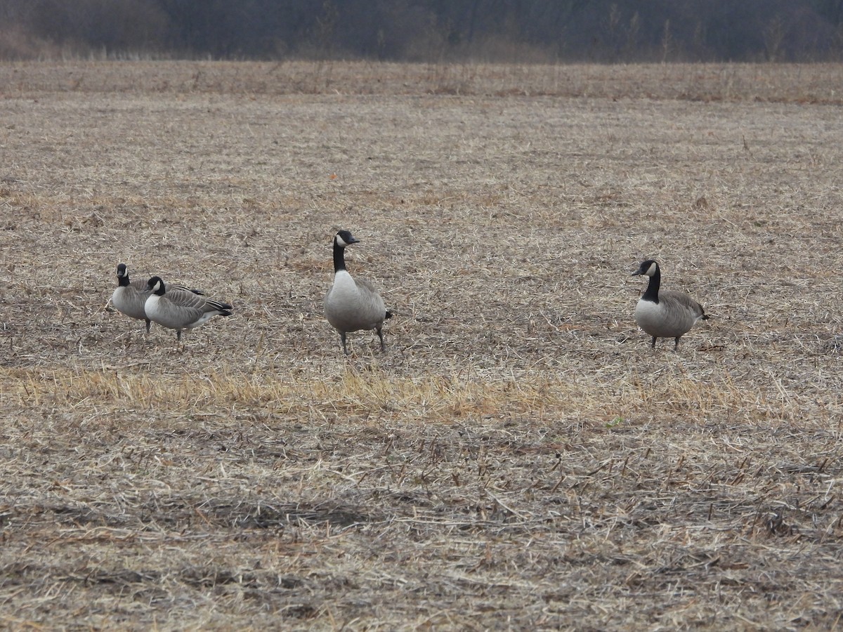 Cackling Goose (Richardson's) - ML612766524