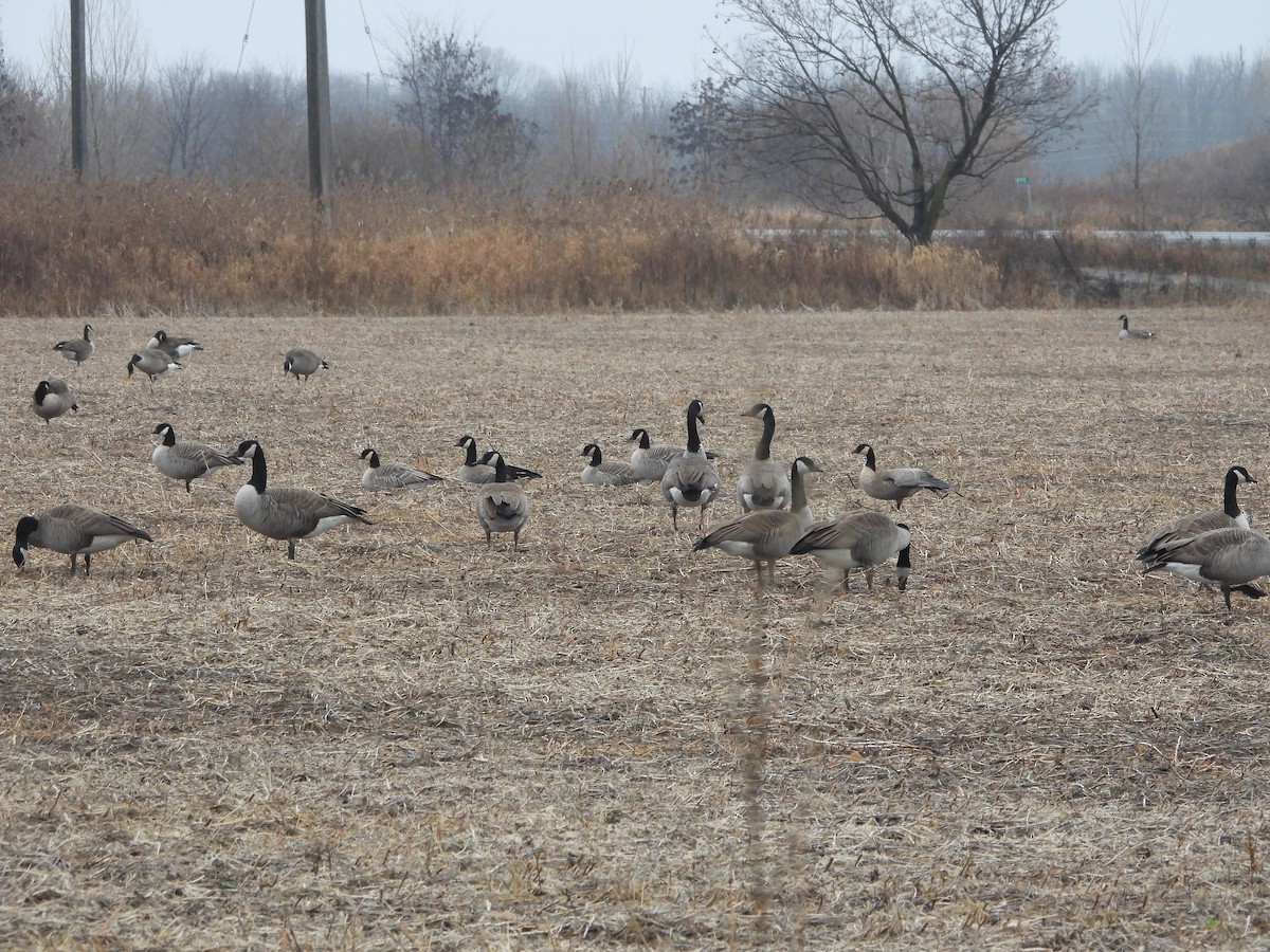 Cackling Goose (Richardson's) - ML612766525