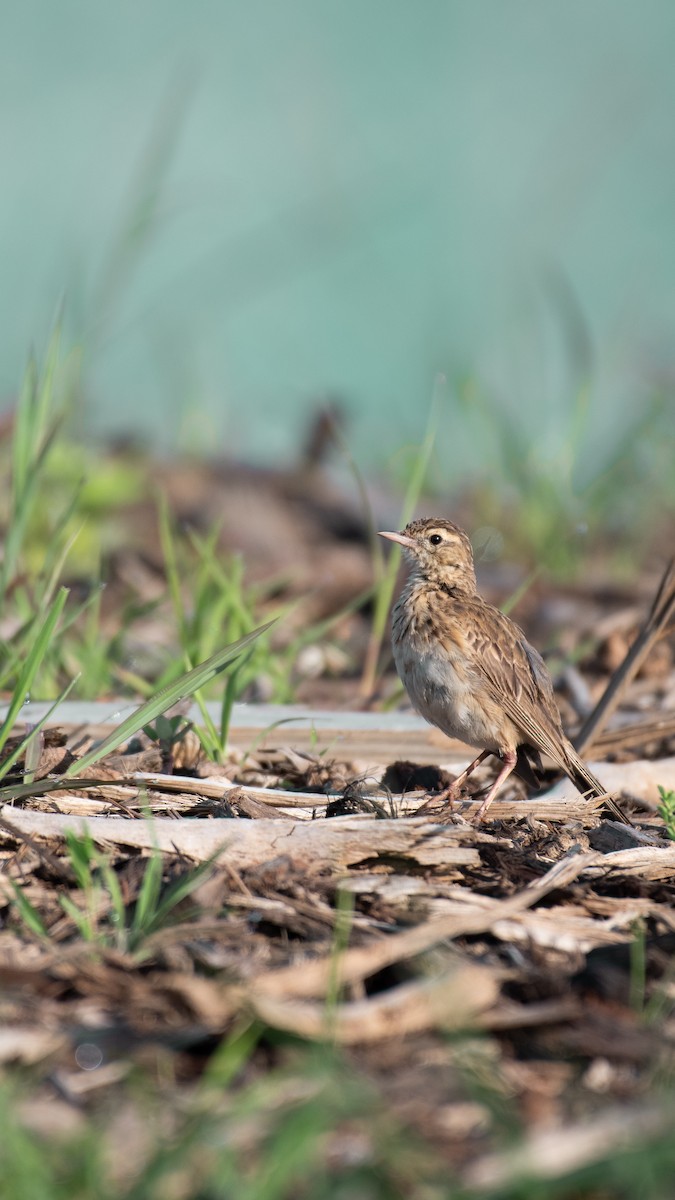 Australian Pipit - ML612766531