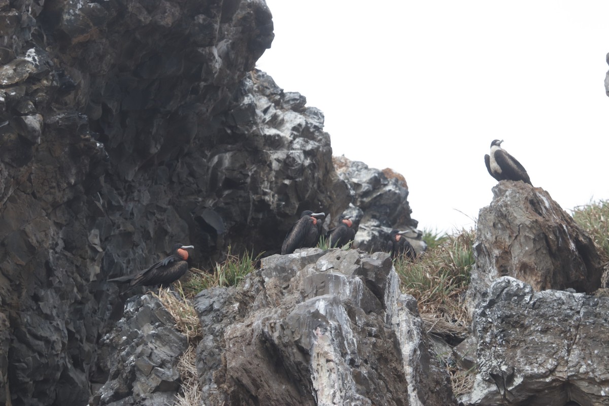 Great Frigatebird - ML612766570