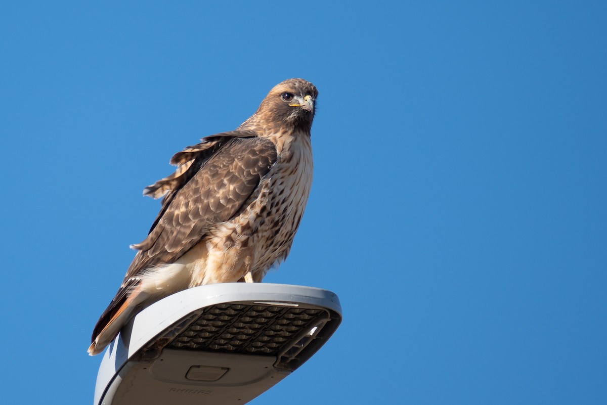 Red-tailed Hawk - ML612766630