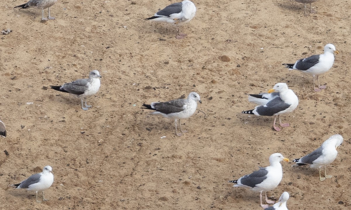 Lesser Black-backed Gull - ML612766641