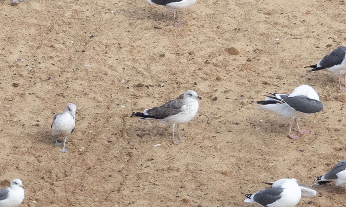 Lesser Black-backed Gull - Brian Sullivan