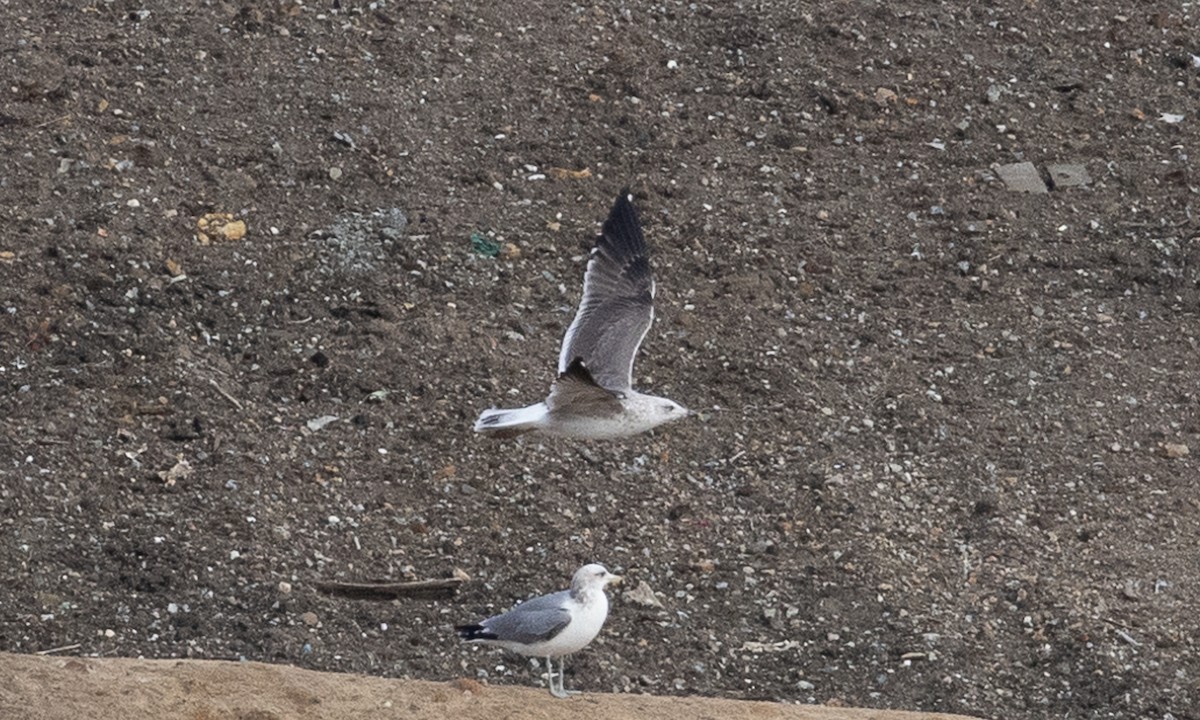 Lesser Black-backed Gull - ML612766644