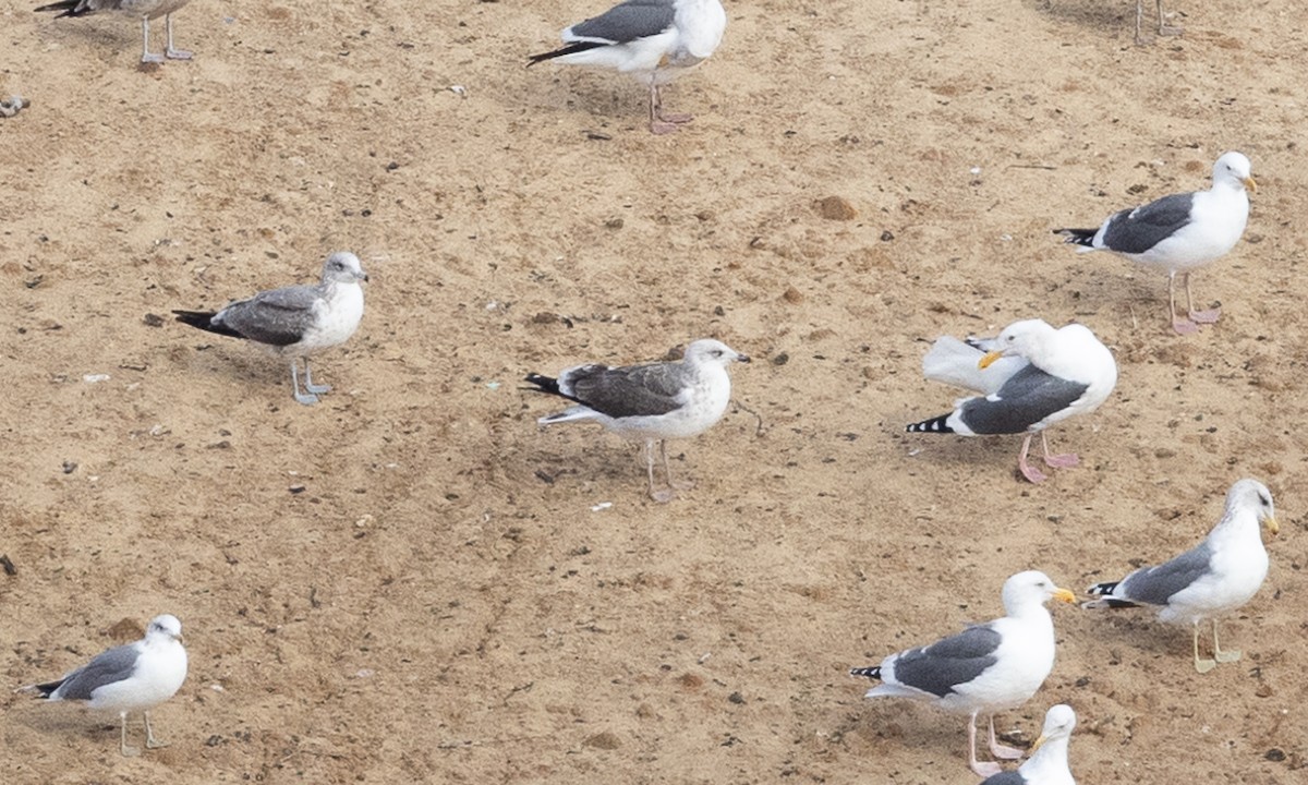 Lesser Black-backed Gull - ML612766656