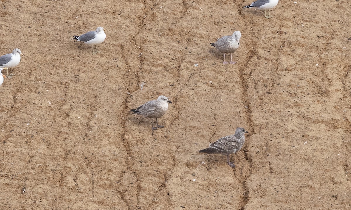 Slaty-backed Gull - ML612766678