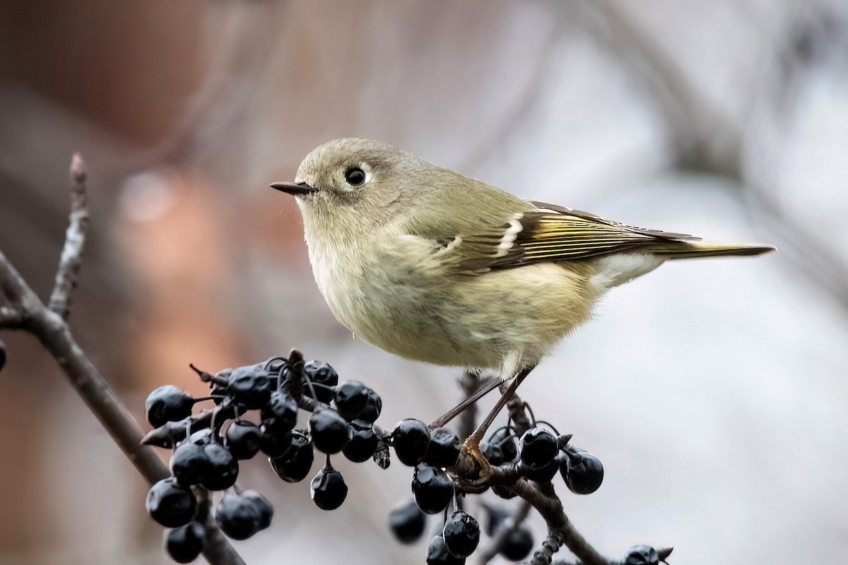 Ruby-crowned Kinglet - Sue Barth