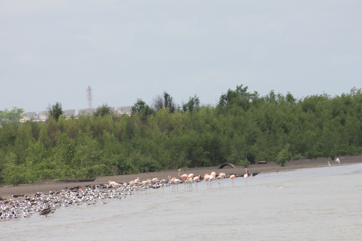American Flamingo - ML612766708