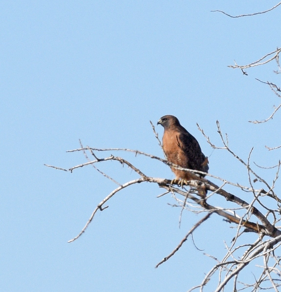 Red-tailed Hawk (calurus/alascensis) - ML612766854