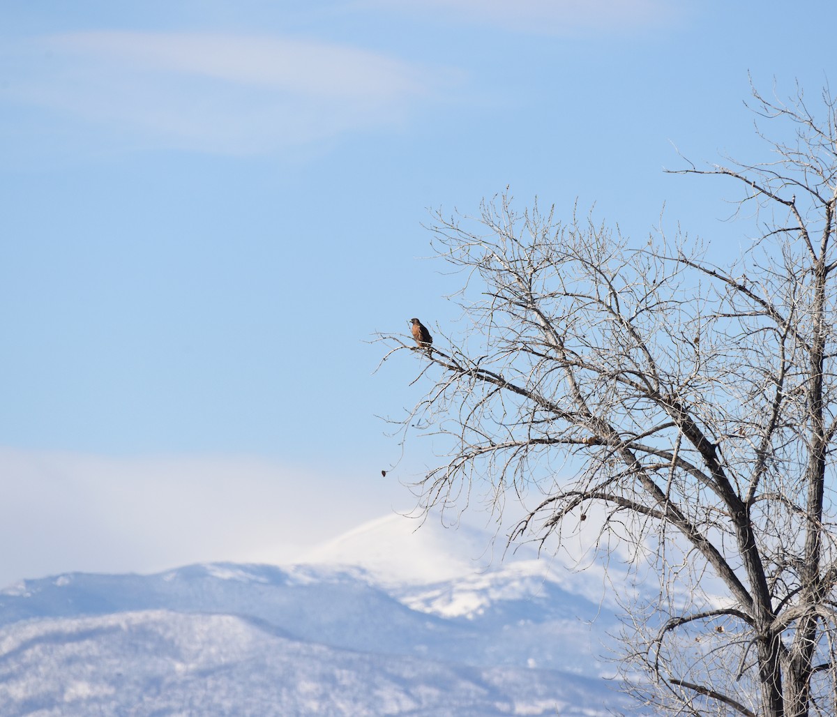 Rotschwanzbussard (calurus/alascensis) - ML612766855