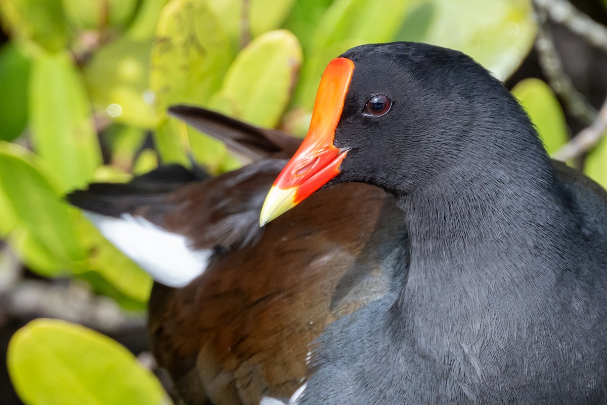 Common Gallinule - ML612766902