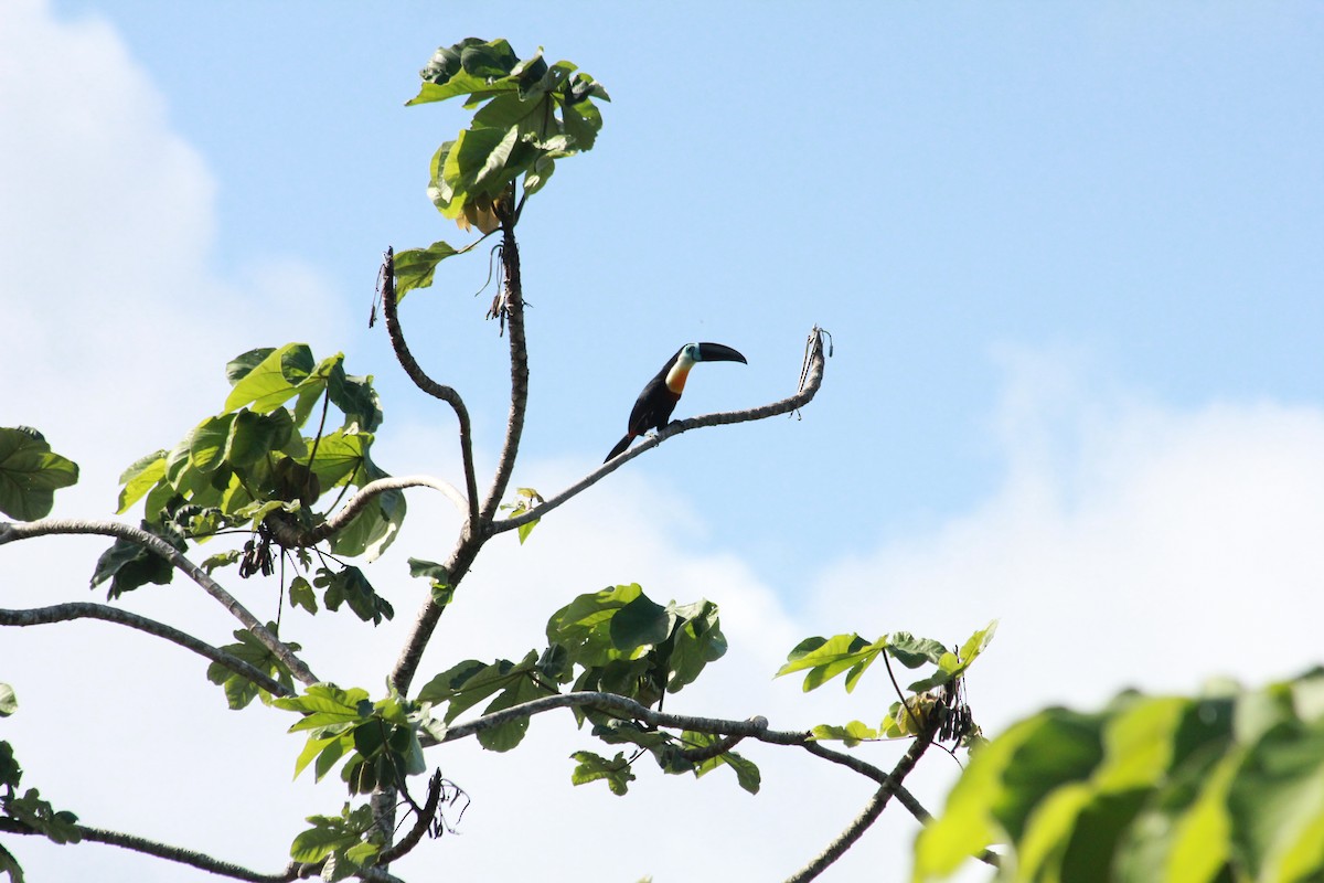 Channel-billed Toucan - ML612766910