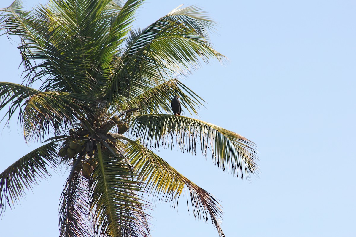 Common Black Hawk - ML612766913